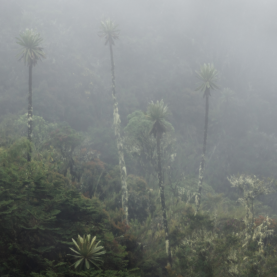 Drifters | Andean Cloud Forest, Colombian Andes, Colombia |2022 ...